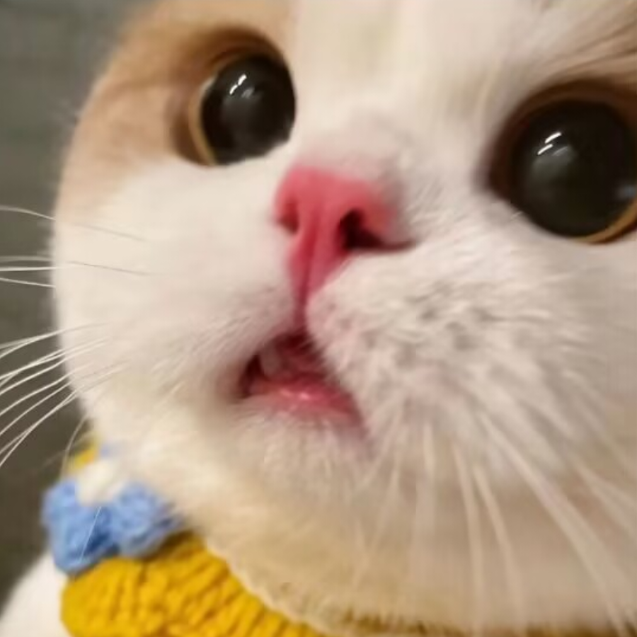 敲崽