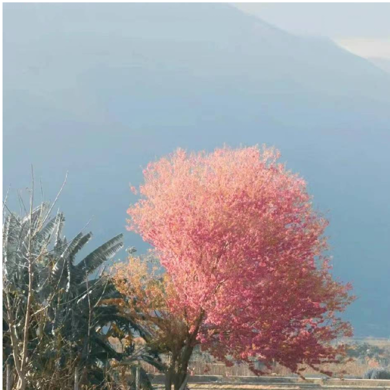 李不辣