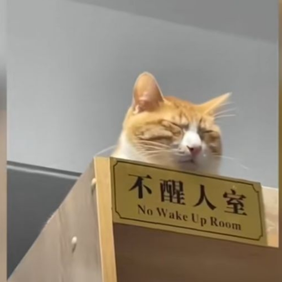 二十嗜睡