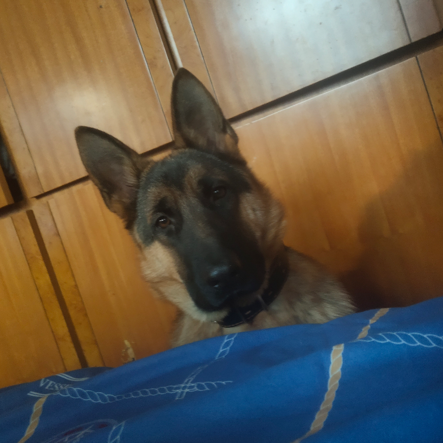 yrygeh