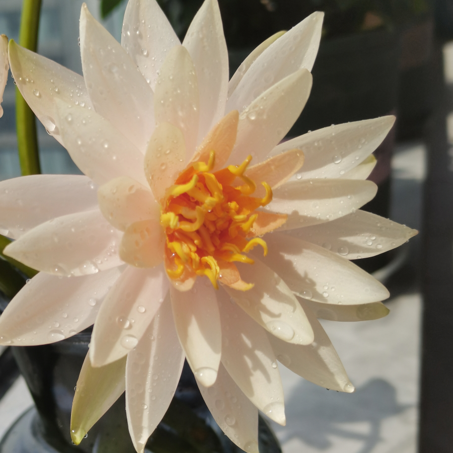 资金你好