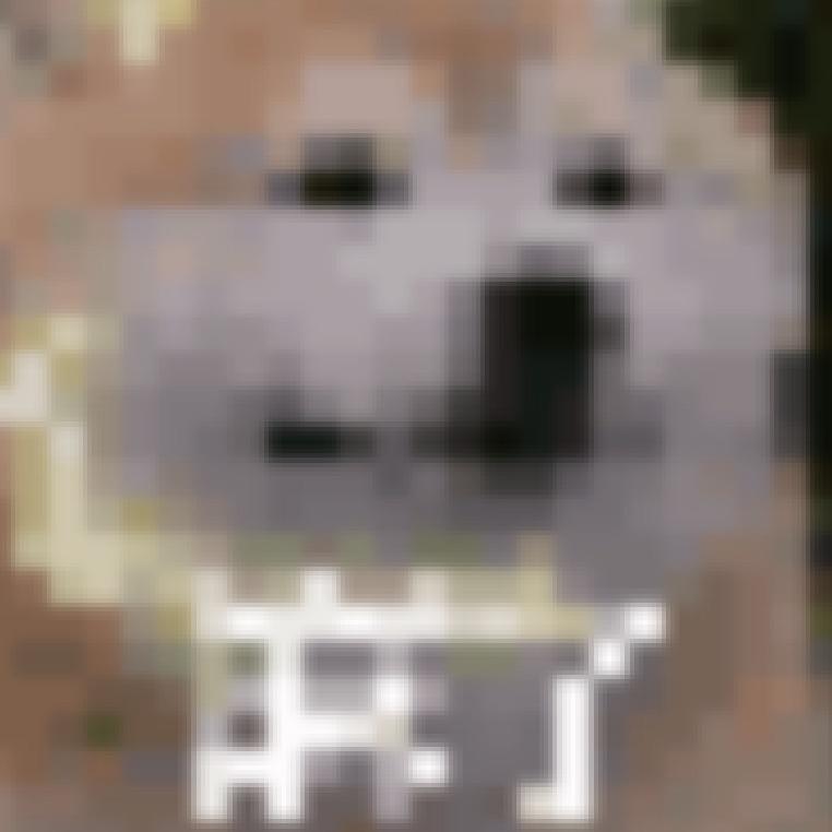 乱世狗熊