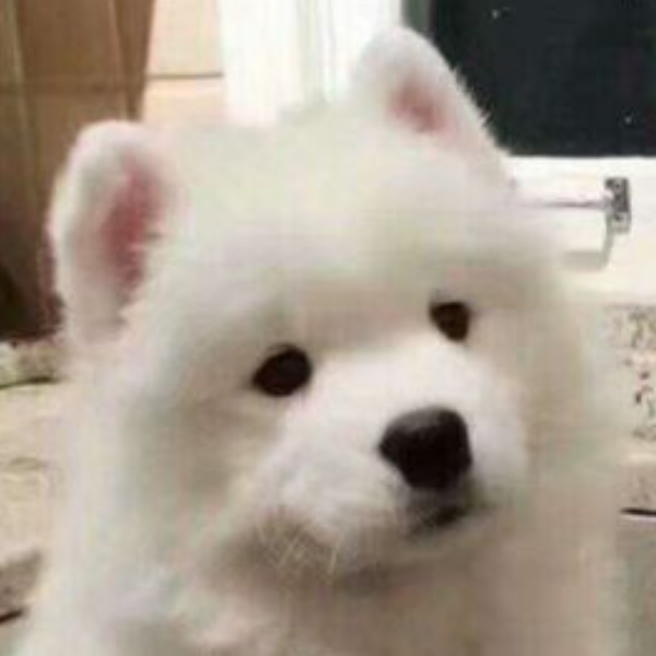 冰凍狐狐