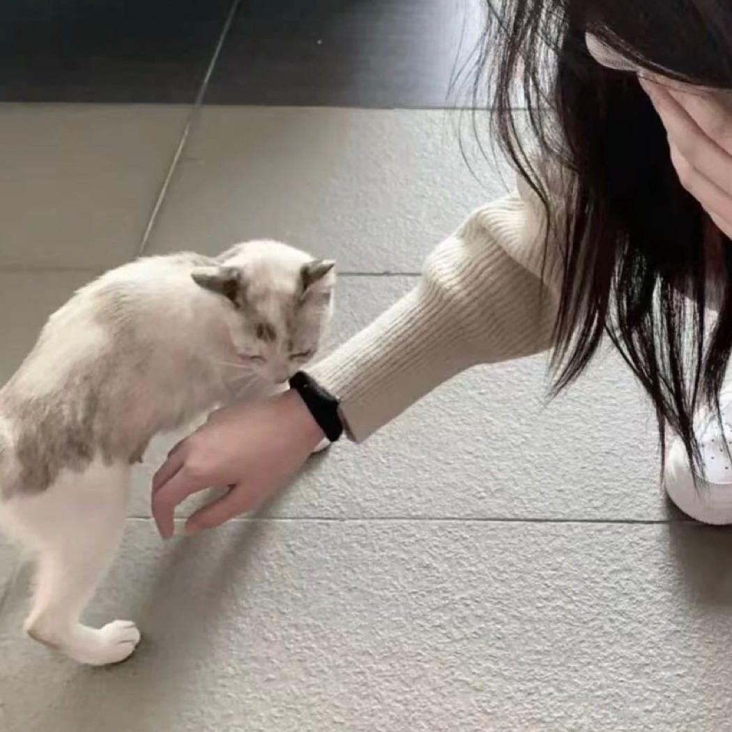 猫猫