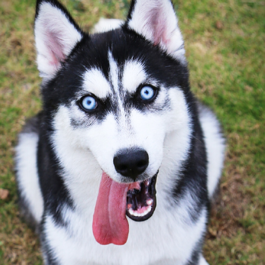 husky