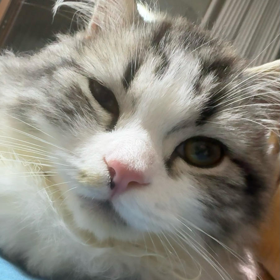 山鬼