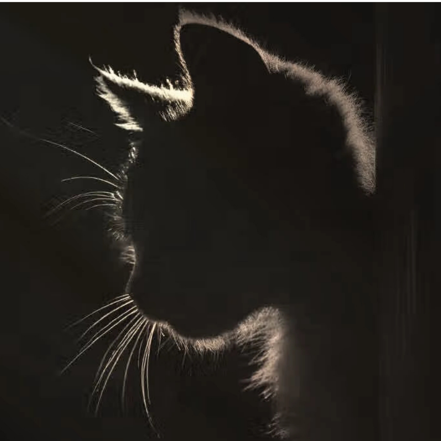 夕阳下的猫