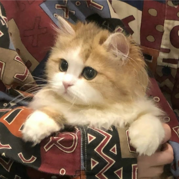 小四月