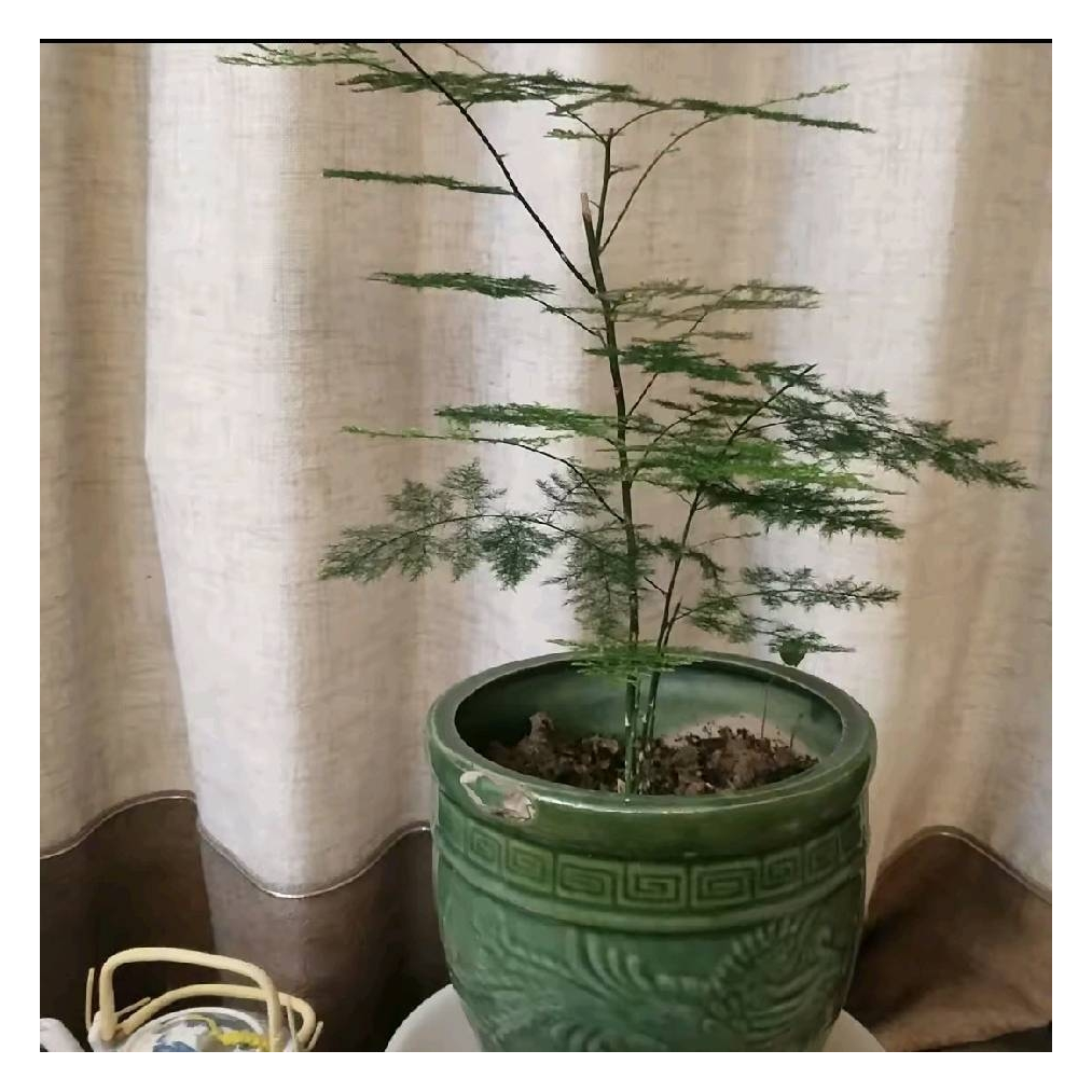 霸王龙