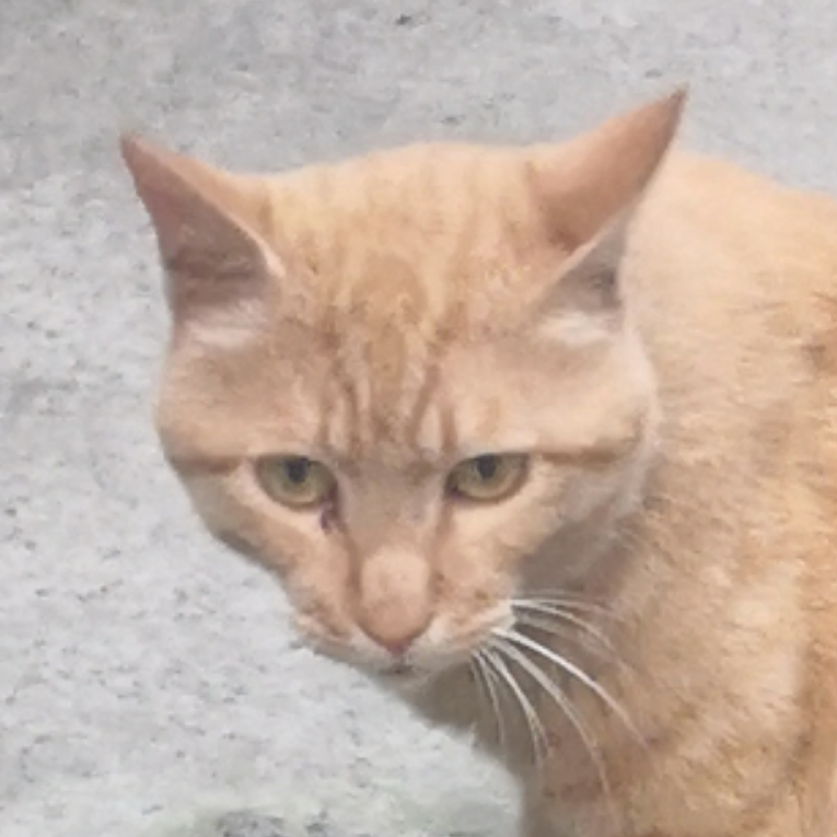 池逸