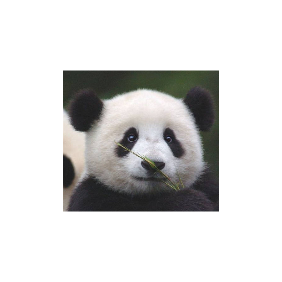 哥叭嘎吧嘎了叭爬爬公主