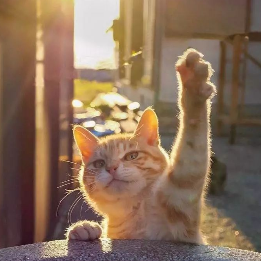 uuzz