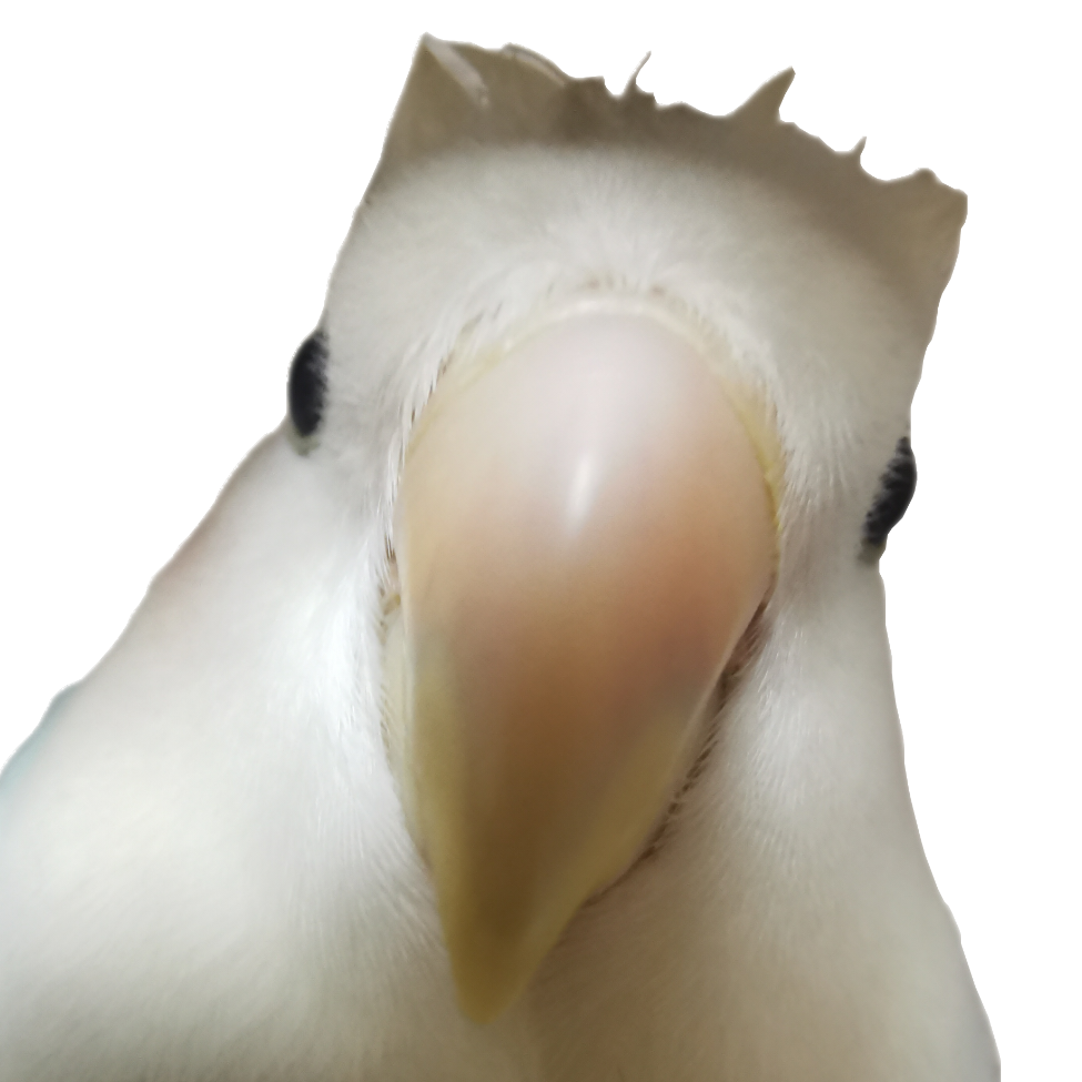 大粑粑