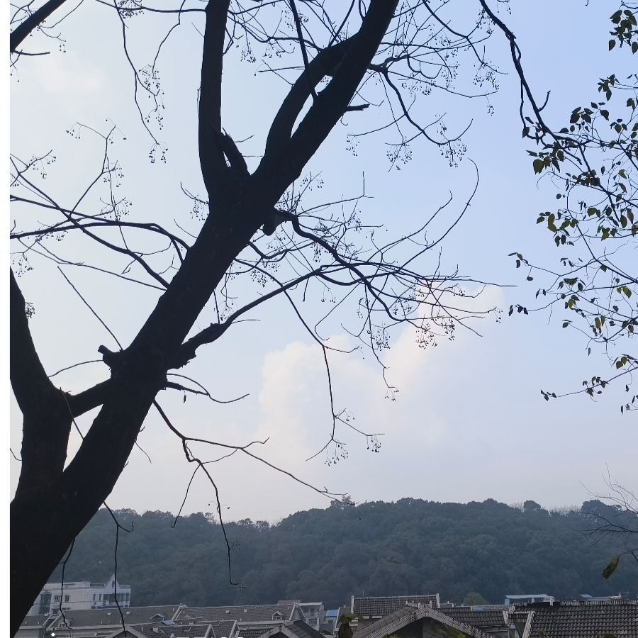 鸷鸟瓷