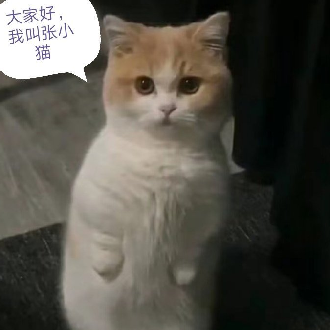 张小猫