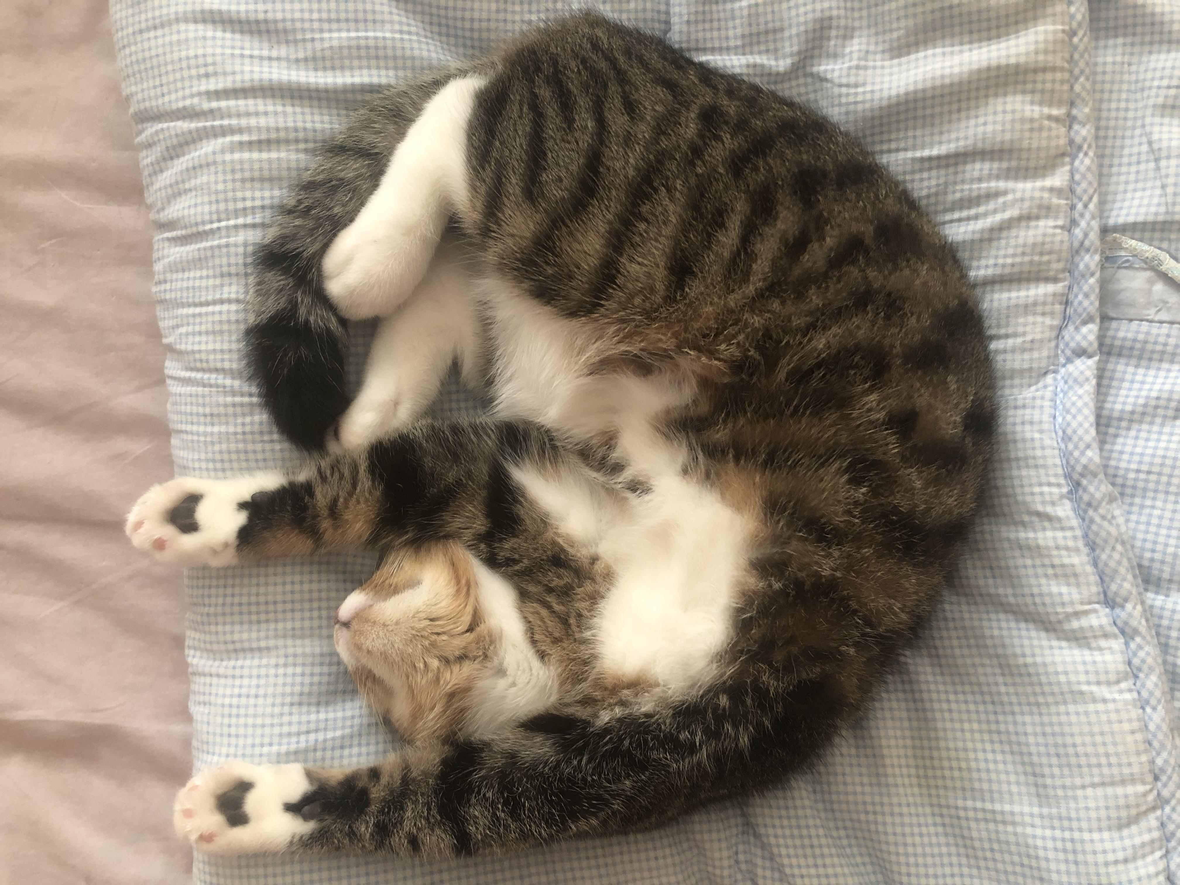 头像我家猫