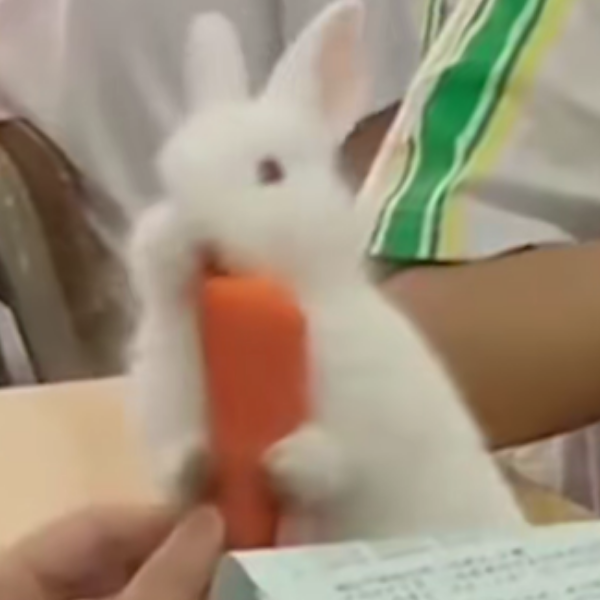 三叶草