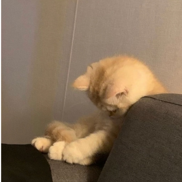 陌轻
