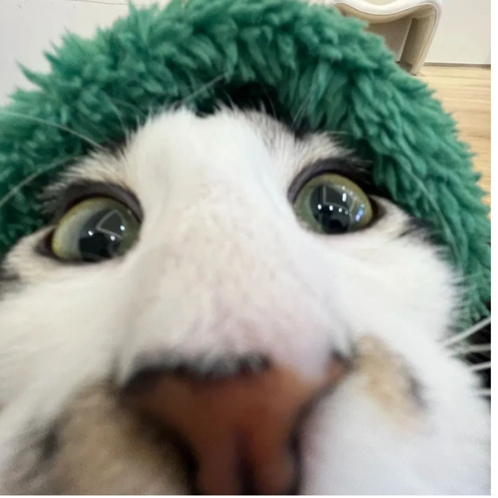 薛定谔的猫