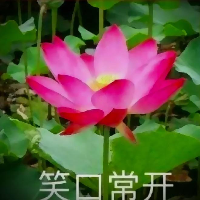 太少花心