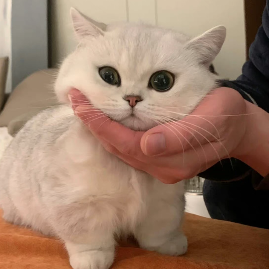 狮子鱼