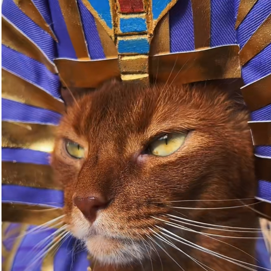 神仙猫