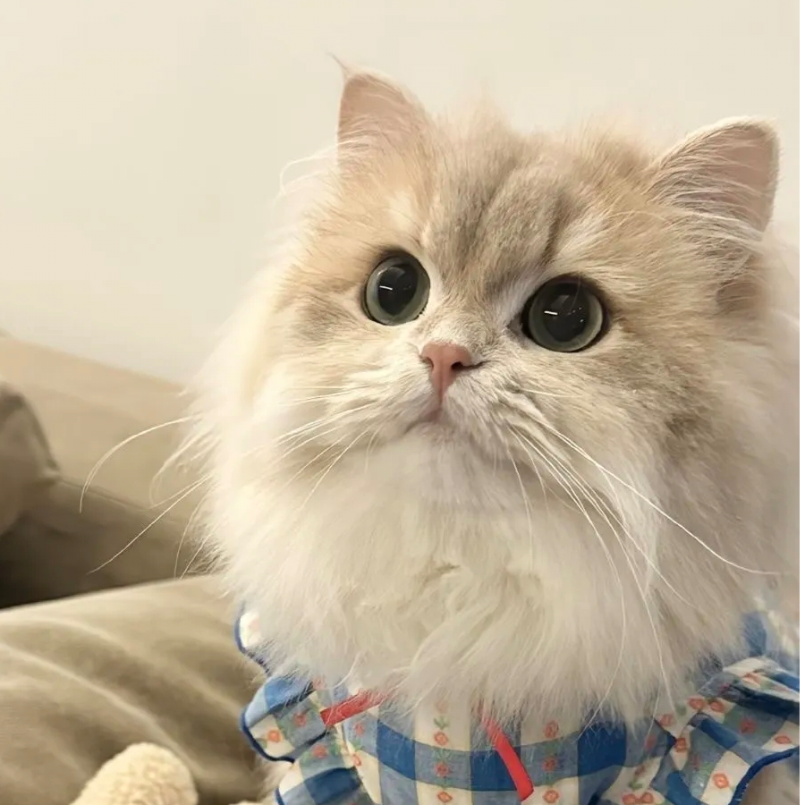 木乙