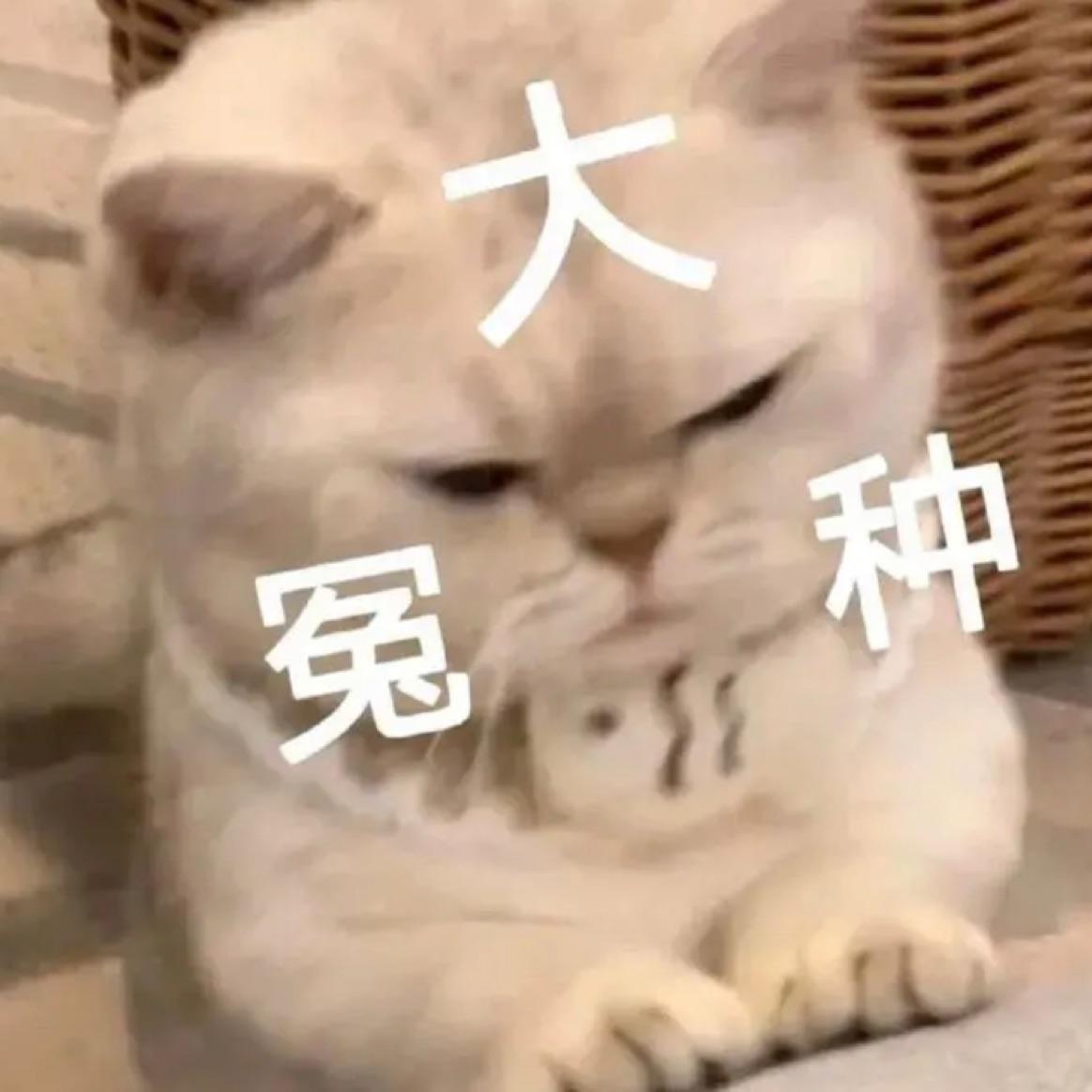 摘星子
