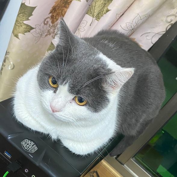 小肥是只猫