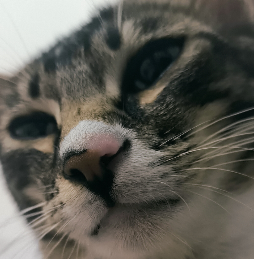 斋豹