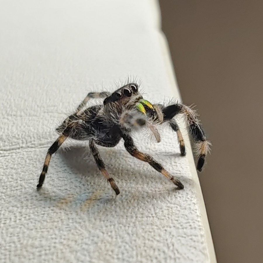 薇尔莉特伊芙加登