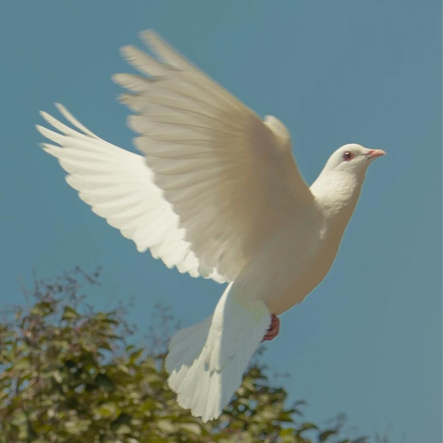 蓝鲸