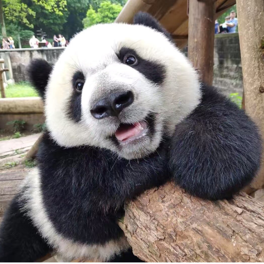 panda