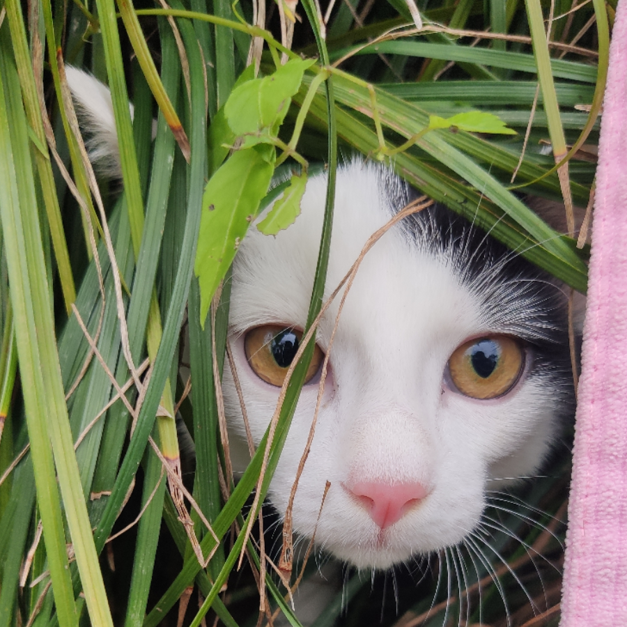 MIAOWU