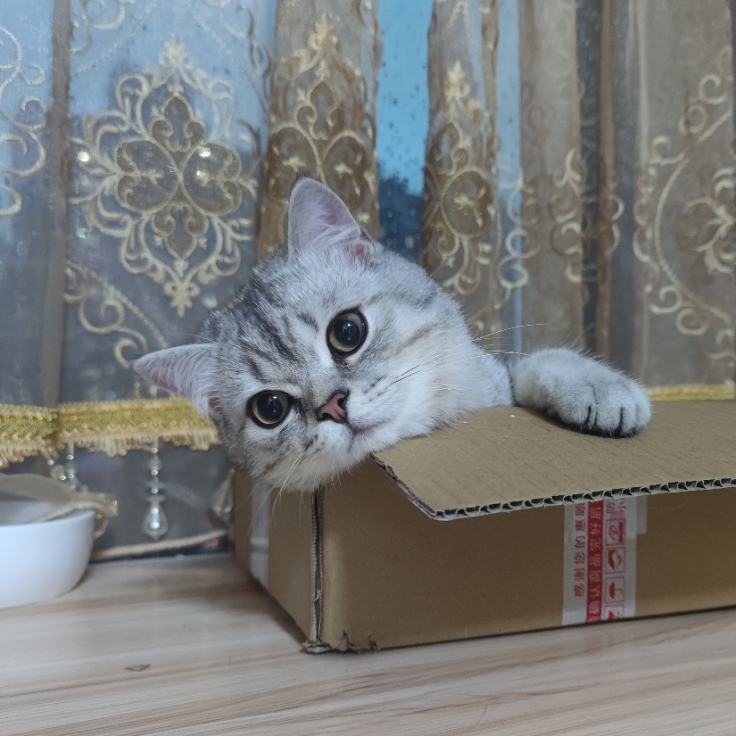 呆呆贼