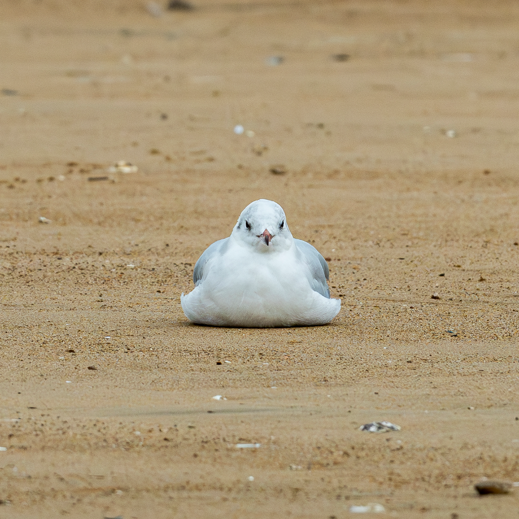 咲沅