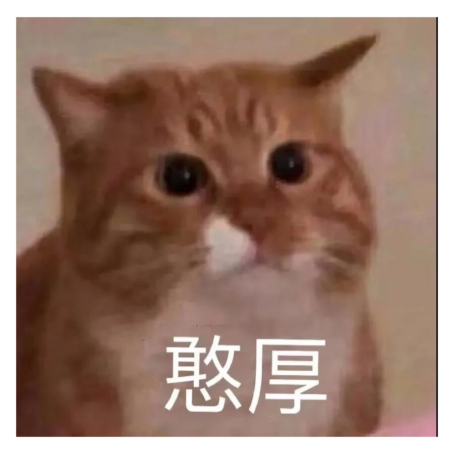 大猫猫头