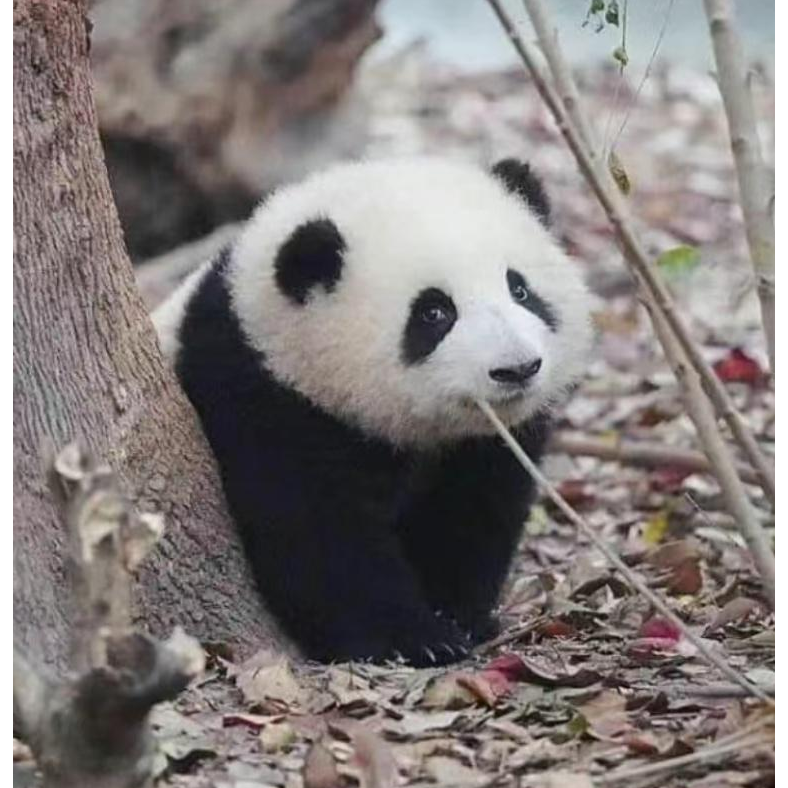 邂逅
