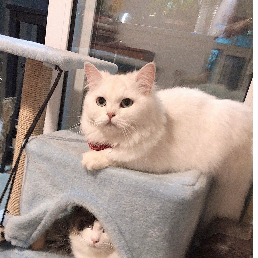 🐯