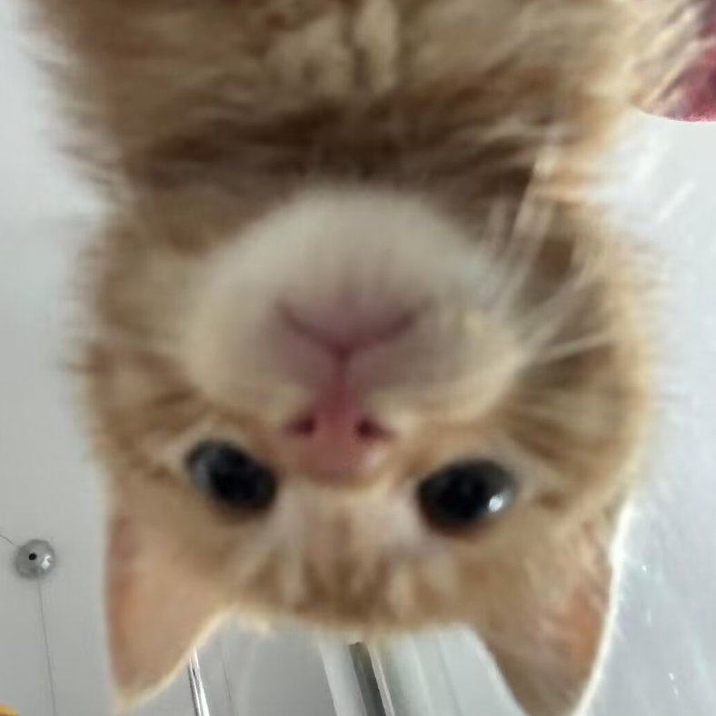 老大不要再猫了喵