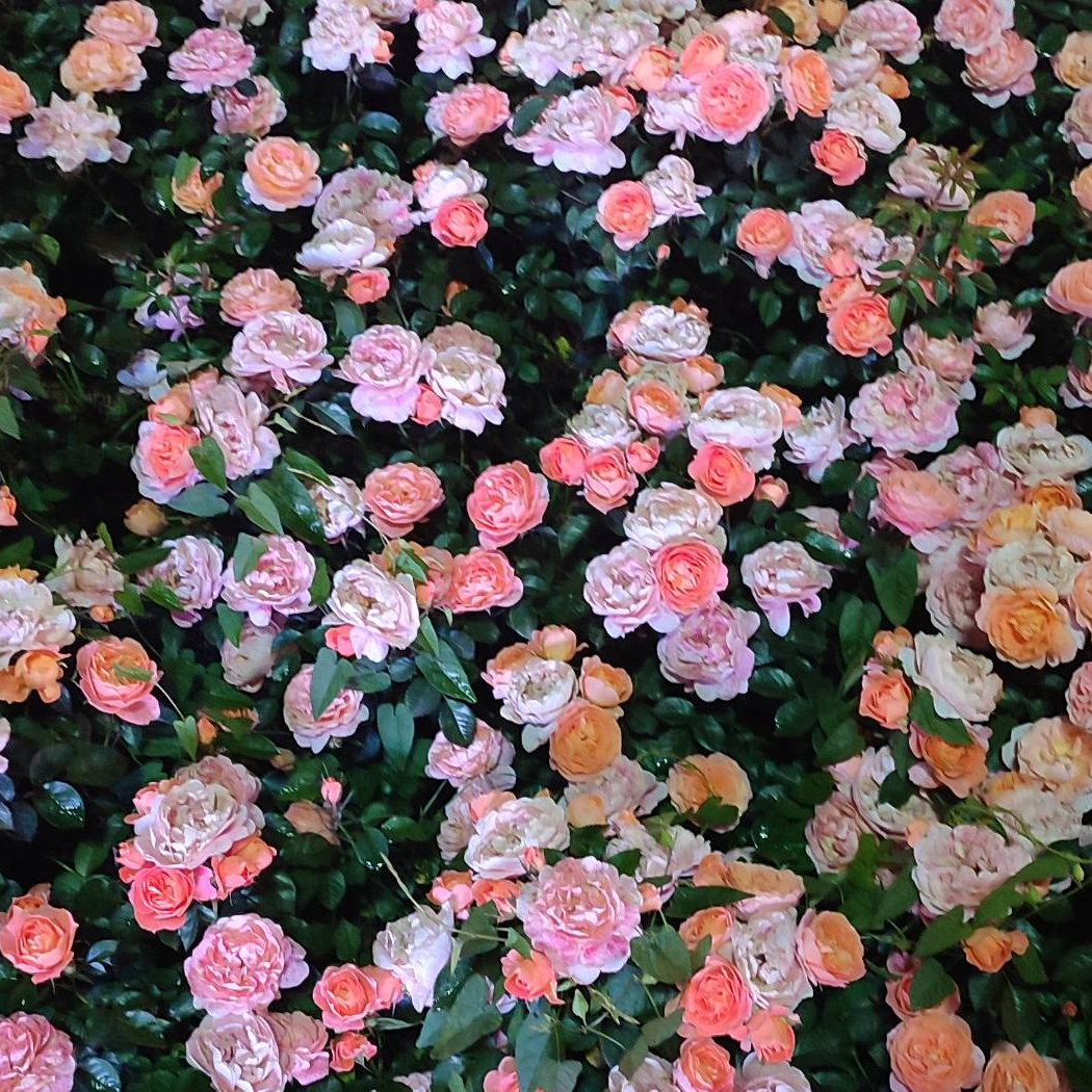 财神爷的小宝贝儿