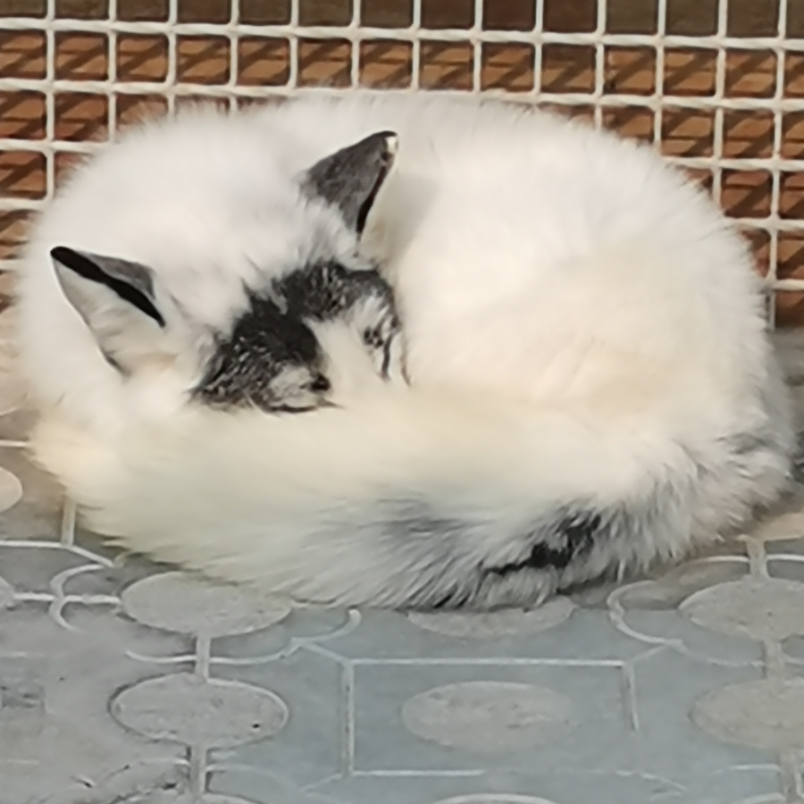 不能招架的老木盾