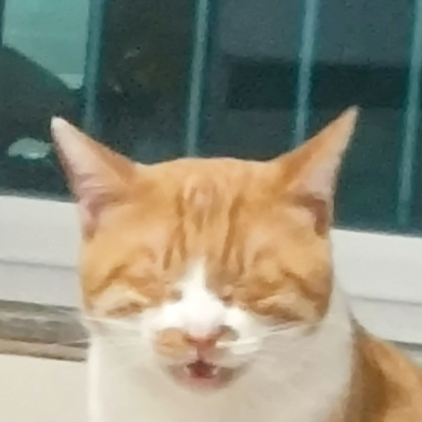 家有猛虎
