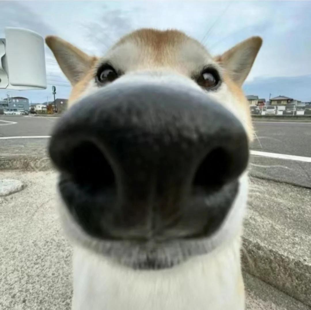 小阿多啊