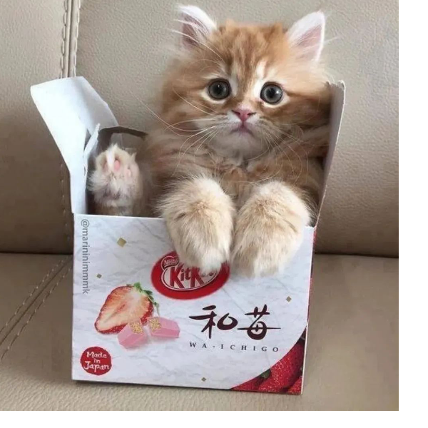 芩妧
