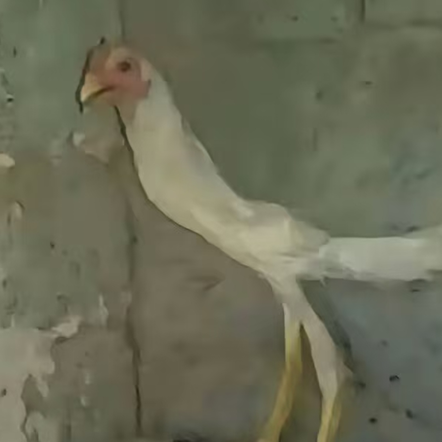 StrIan0