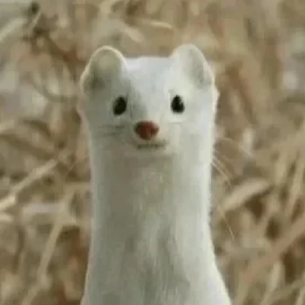 ovo