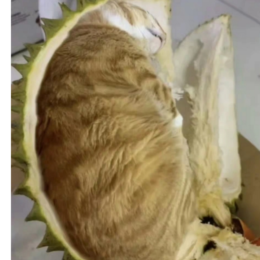 南方猫山王