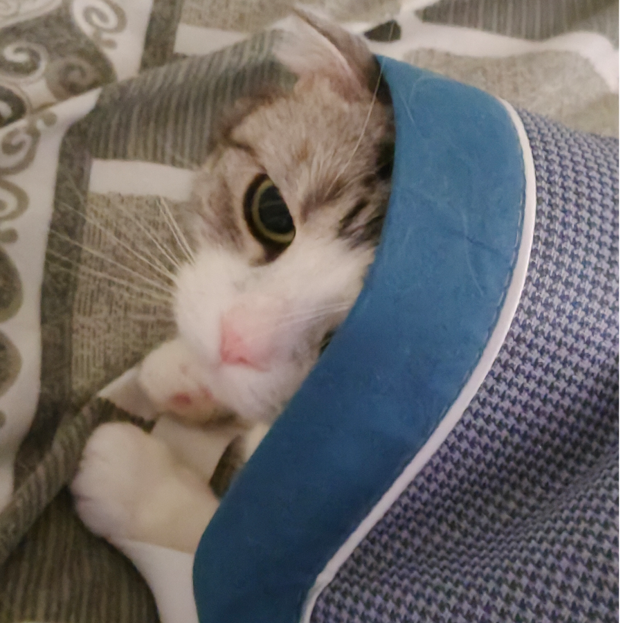秋淼喵