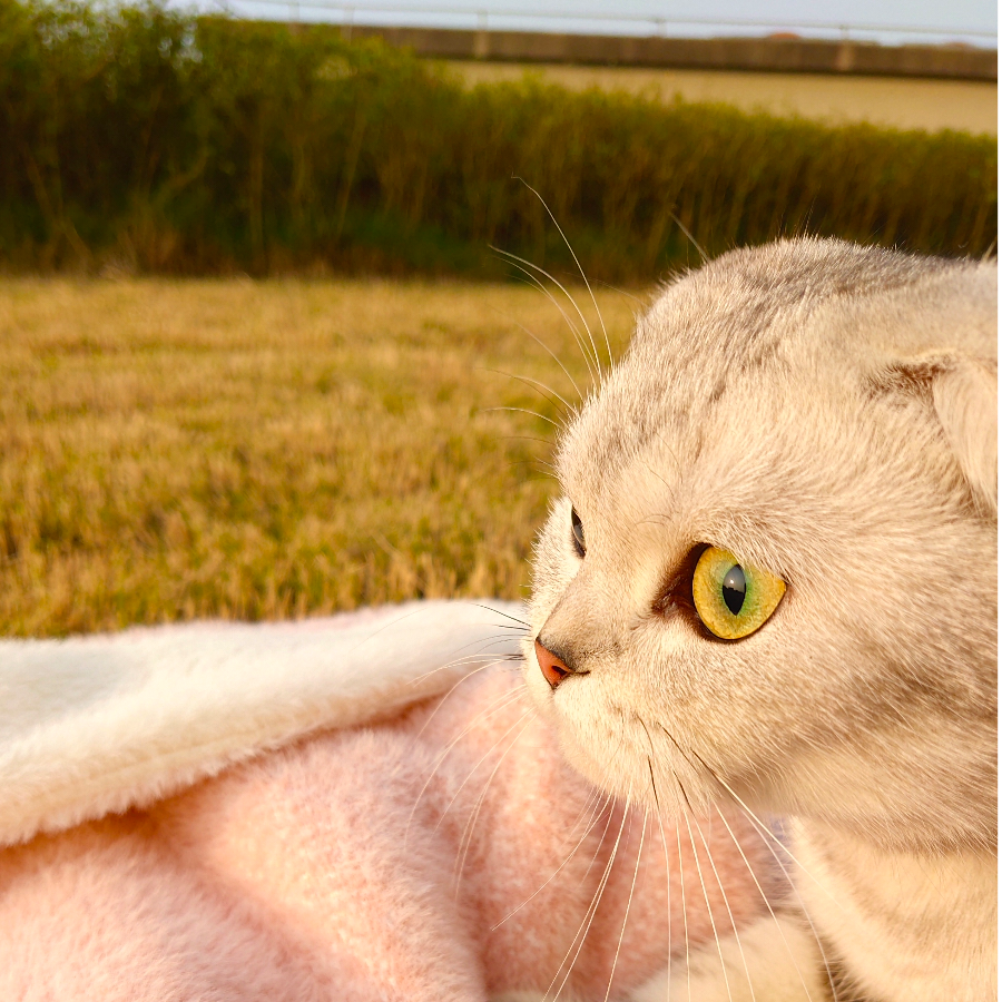 又菜又爱玩的阿猫哥